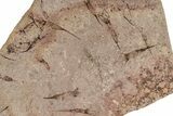 Eocrinoid (Ascocystites) Mortality Plate - Ordovician #275329-1